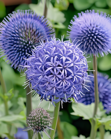 Semi Globe Thistle Blue (Echinops ritro) – perenne