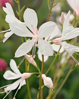Gaura Sparkle White Seeds Gaura Lindheimeri Perennial Flower