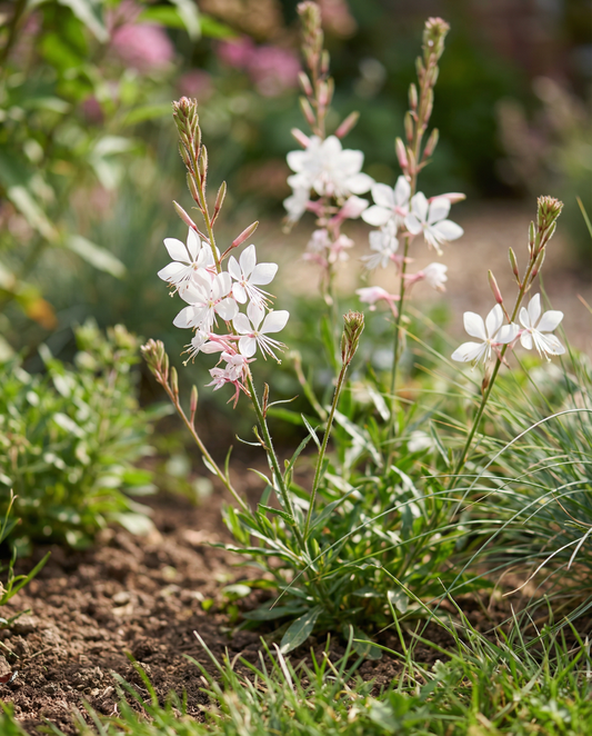 Sparkle White (Gaura lindheimeri) – semi di fiore perenne da SeedsChoice