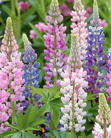 Semi di lupino Russell's Hybrids (Lupinus polyphyllus) – mix perenne