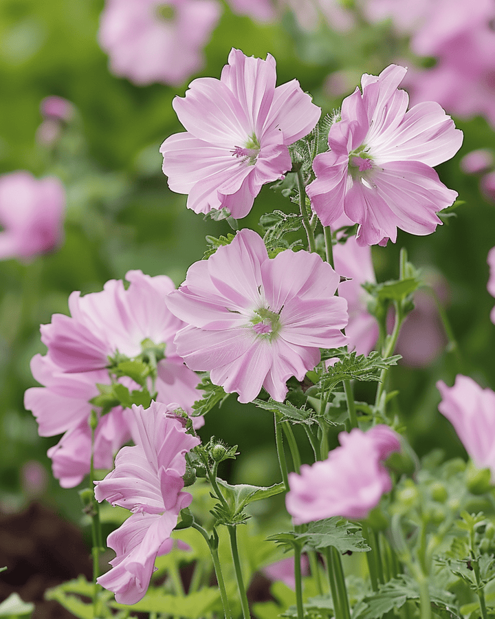 Semi di malva muschiata (Malva moschata) – fiore perenne