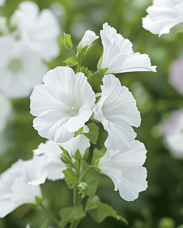 Semi di malva muschiata Alba bianca (Malva moschata) – fiore perenne