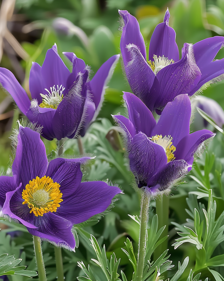 Semi di pulsatilla (Pulsatilla vulgaris) – fiore perenne