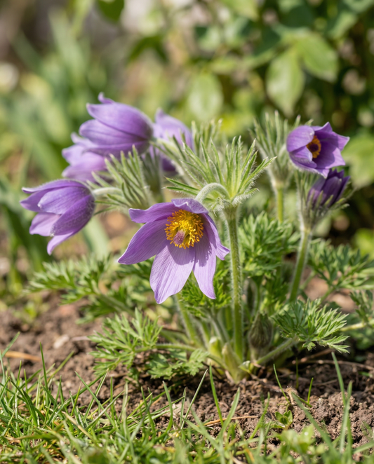 Pulsatilla (Pulsatilla vulgaris) – semi di fiore perenne di SeedsChoice