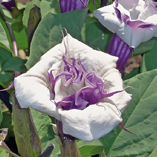 Mix Full Sun 40 Cm Height – semi di fiore annuale da SeedsChoice