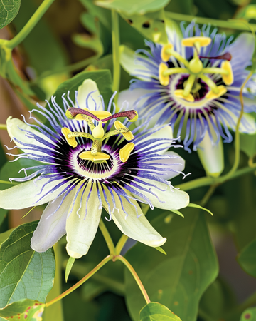 Semi di Passion Climber (Passiflora caerulea) – rampicante perenne