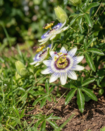Passiflora rampicante (Passiflora caerulea) – semi di rampicante perenne di SeedsChoice