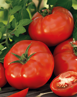 Semi di pomodoro Moneymaker Solanum lycopersicum annuale
