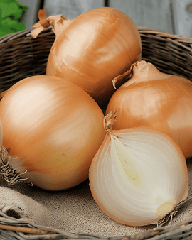 Semi di cipolla Rijnsburger 5 Allium cepa annuale