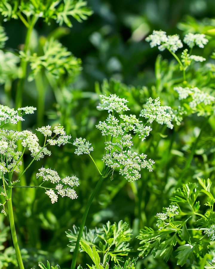 Anise seeds (Pimpinella anisum) – annual herb