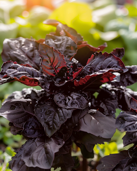 Semi di basilico rosso Red Lizzy Ocimum basilicum annuale