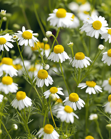 Semi di camomilla (Matricaria chamomilla) – erba annuale