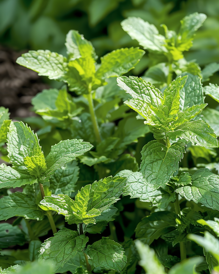 Spearmint seeds (Mentha spicata) – perennial herb