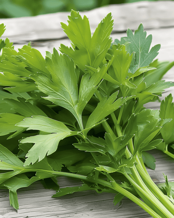 Semi di levistico (Levisticum officinale) – erba perenne