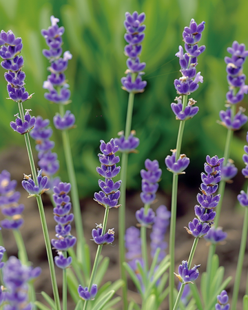 Semi di lavanda comune (Lavandula angustifolia) – erba perenne