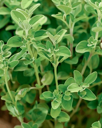 Semi di maggiorana Marjolein (Origanum majorana) – erba aromatica annuale