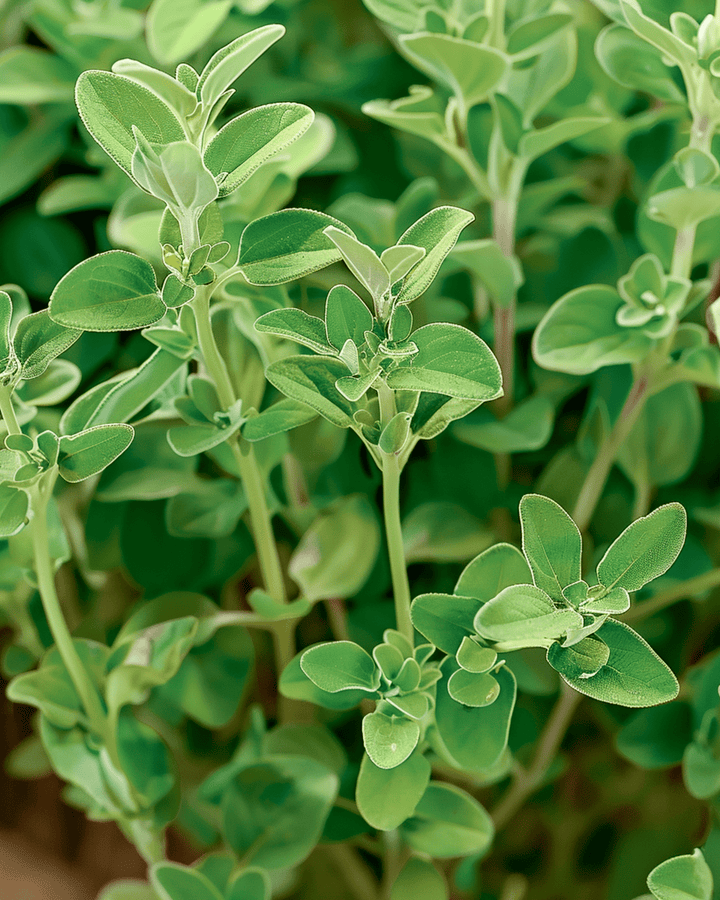 Marjoram Marjolein seeds (Origanum majorana) – annual herb