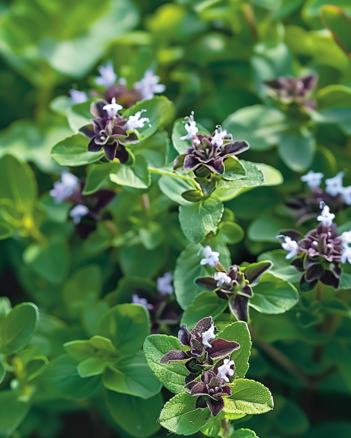 Semi di origano (Origanum vulgare) – erba perenne