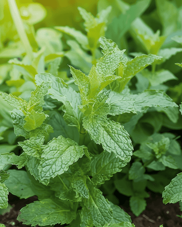 Semi di menta piperita (Mentha piperita) – erba perenne