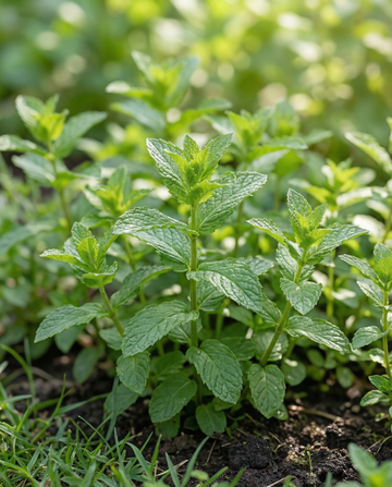 Menta piperita (Mentha piperita) – semi di erba aromatica perenne da SeedsChoice