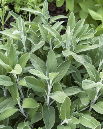Semi di salvia (Salvia officinalis) – erba perenne