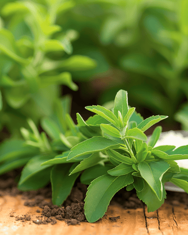 Semi di stevia (Stevia rebaudiana) – erba perenne