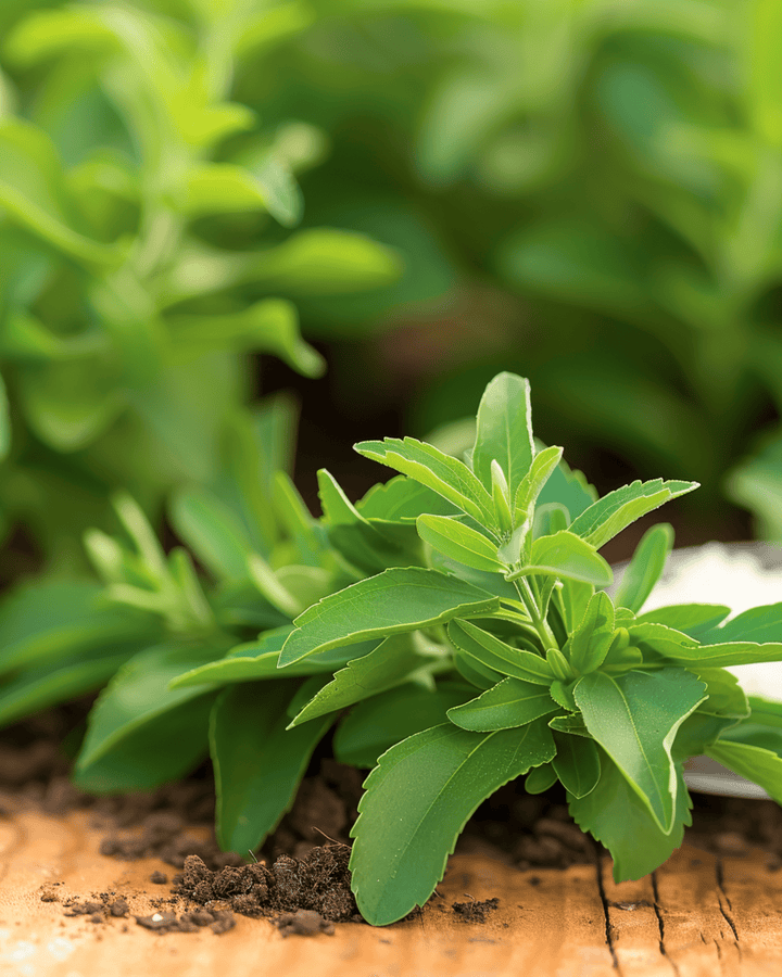 Semi di stevia (Stevia rebaudiana) – erba perenne