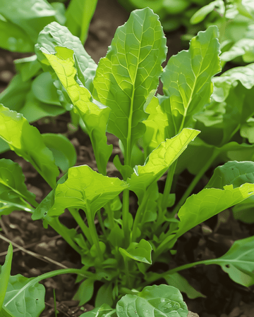 Semi di acetosa a foglia larga (Rumex acetosa) – erba perenne