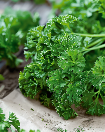 Semi di prezzemolo Moss Curled (Petroselinum crispum) – erba annuale