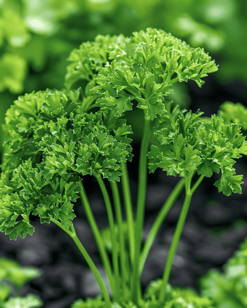 Parsley Thujade seeds (Petroselinum crispum) – biennial herb
