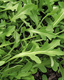 Wild Rocket Seeds Diplotaxis Tenuifolia Annual Vegetable