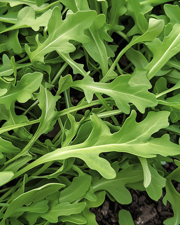 Semi di rucola selvatica (Diplotaxis tenuifolia) – verdura annuale