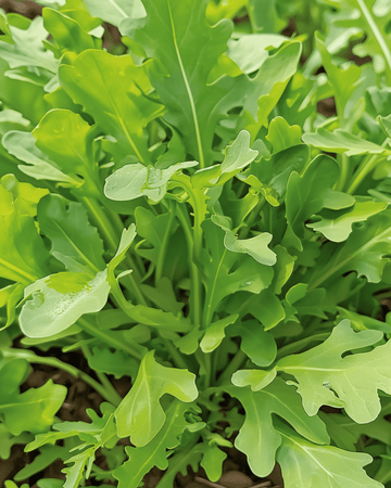 Semi di rucola da insalata Wildfire (Diplotaxis tenuifolia) – ortaggio annuale