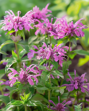 Semi di bergamotto selvatico (Monarda citriodora) – fiore annuale