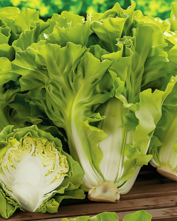 Semi di indivia Batavian Green (Cichorium endivia) – ortaggio annuale
