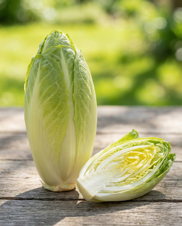 Cicoria Sugar Leaf (Cichorium intybus) – semi di verdura annuale da SeedsChoice