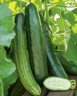 Cucumber Seeds Laureen F1 Cucumis Sativus Annual