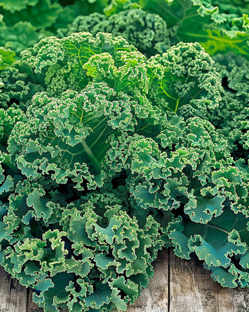 Kale Winterbor F1 seeds (Brassica oleracea) – annual vegetable