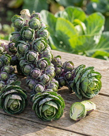 Sprouts Garden Mix F1 (Brassica oleracea) – annual flower seeds from SeedsChoice