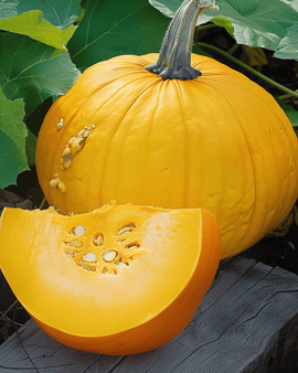 Semi di zucca Cucurbita maxima varietà gialla annuale