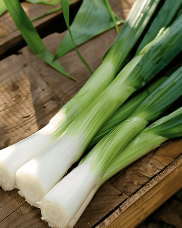 Semi di porro Herfstreuzen 3 Elephant (Allium porrum) – ortaggio annuale