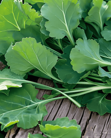 Semi di Foglie di Rapa (Brassica rapa) – ortaggio annuale