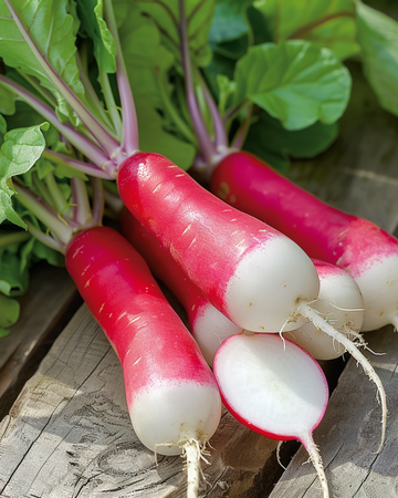 Radish French Breakfast seeds (Raphanus sativus) – annual vegetable