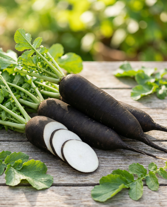 Winter Radish Noir Long Poids D Horloge (Raphanus sativus) – annual vegetable seeds from SeedsChoice