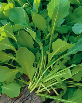 Semi di rucola da insalata Eruca sativa annuale