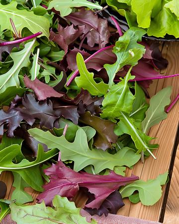 Semi di lattuga babyleaf mista (Lactuca sativa) – ortaggio annuale