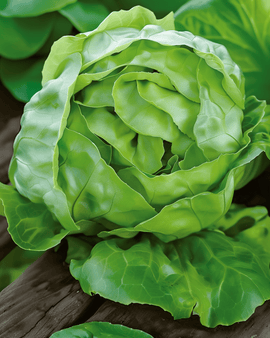 Semi di lattuga Hilde Ii Lactuca sativa annuale
