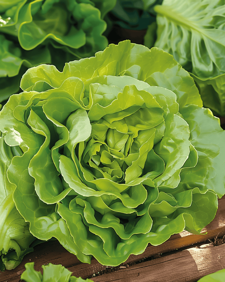 Semi di lattuga Neckarreuzen Summer Diamond (Lactuca sativa) – ortaggio annuale