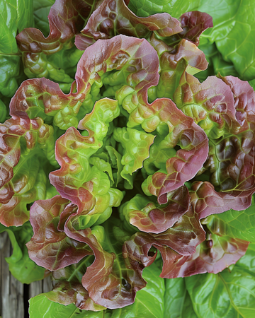 Semi di lattuga Merveille Des Quatre Saisons (Lactuca sativa) – ortaggio annuale