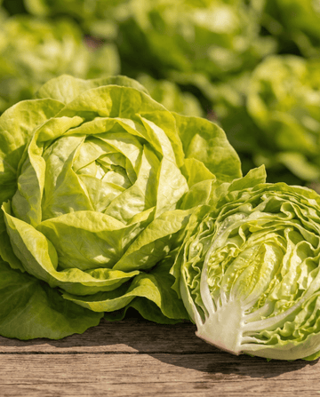 Lattuga Appia a cappuccio (Lactuca sativa) – semi di ortaggi annuali da SeedsChoice